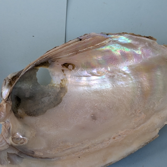 Pink Mussel Shells-Bundle- 6 Shells - Picture 4 of 9